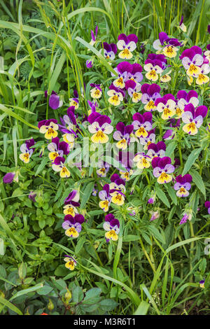 Blumen viola Garten unter der wiese gras Stockfoto