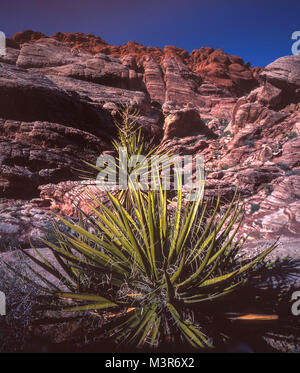 Anlage - das Leben in der Red Rock Canyon National Conservation Area, Nevada, Vereinigte Staaten von Amerika Stockfoto