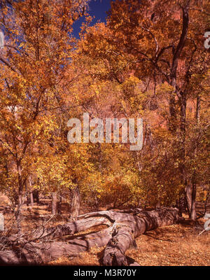 Zion National Park, Utah, USA Stockfoto