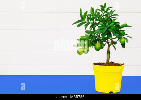 Lemon Tree in einem Topf Stockfoto