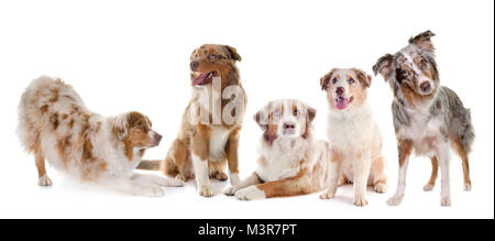 Gruppe von Australian Shepherds vor weißem Hintergrund Stockfoto