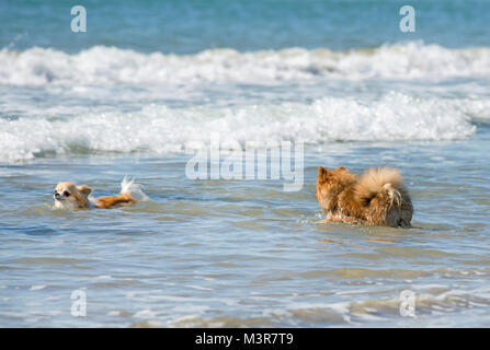 Zwei kleine Hunde schwimmen im Meer Stockfoto