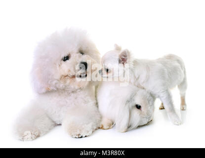 Bichon Frise, Chihuahua und Bunny vor weißem Hintergrund Stockfoto