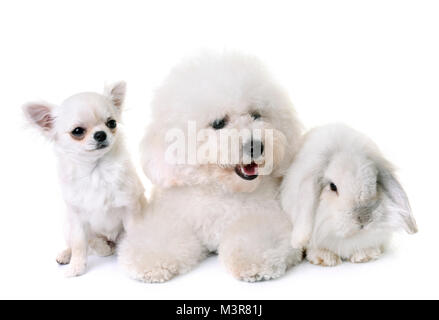 Bichon Frise, Chihuahua und Bunny vor weißem Hintergrund Stockfoto