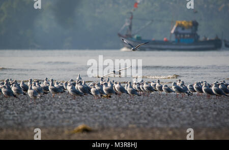 Eine braune Leitung gull versucht, weg von der Herde zu Fliegen mit einem Fisch es gerade gefangen Stockfoto