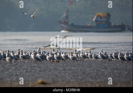 Eine braune Leitung Möwe Vogel versuchen, mit seinen Fisch aus einem anderen Möwe am Strand zu entkommen Neben der Herde Stockfoto