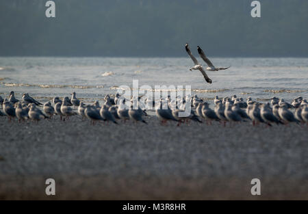 Eine braune Leitung Möwe, die versuchen, einem anderen Möwen Fische zu nehmen Stockfoto