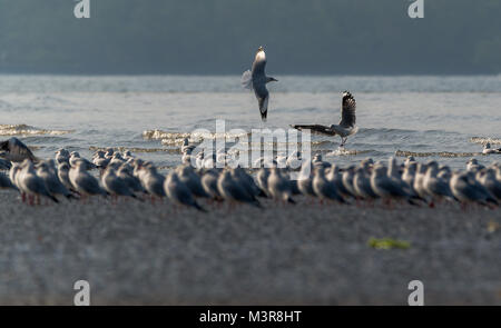 Eine braune Leitung Möwe, die versuchen, einem anderen Möwen Fische zu stehlen Stockfoto