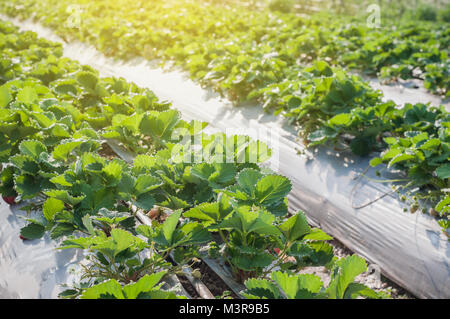 Strawberry farm raw Garten sprinkler Boden mit Kunststoffschutz Implantat schützen in clod Wetter Stockfoto