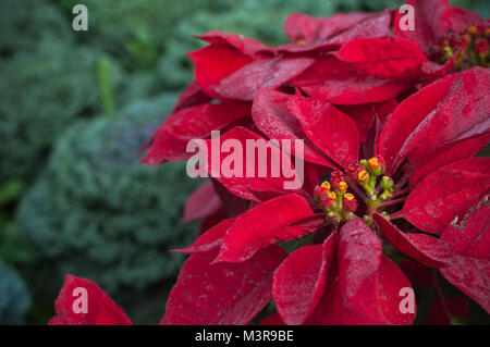 Nahaufnahme der Weihnachtsstern Baum Winter Hintergrund, Euphorbia pulcherrima Wild. Stockfoto