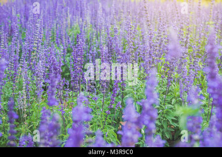 Lila Lavendel Hintergrund blühen. Lavandula angustifolia, Lavandula officinalis Stockfoto