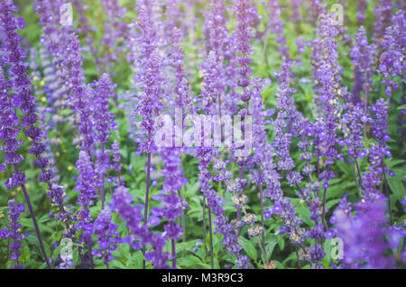 Lila Lavendel Hintergrund blühen. Lavandula angustifolia, Lavandula officinalis Stockfoto