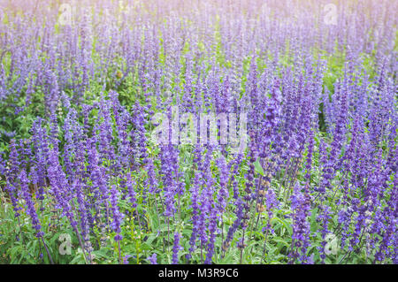 Lila Lavendel Hintergrund blühen. Lavandula angustifolia, Lavandula officinalis Stockfoto