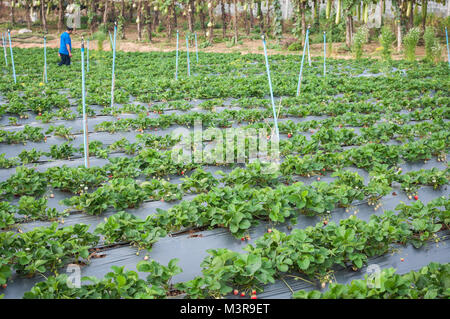 Strawberry farm raw Garten sprinkler Boden mit Kunststoffschutz Implantat schützen in clod Wetter Stockfoto