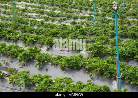 Strawberry farm raw Garten sprinkler Boden mit Kunststoffschutz Implantat schützen in clod Wetter Stockfoto