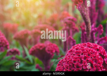 Rote chinesische Wolle Blume Nahaufnahme Garten Hintergrund outdoor, Celosia argentea L. var. Cristata (L.) Kuntze Stockfoto