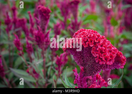 Rote chinesische Wolle Blume Nahaufnahme Garten Hintergrund outdoor, Celosia argentea L. var. Cristata (L.) Kuntze Stockfoto