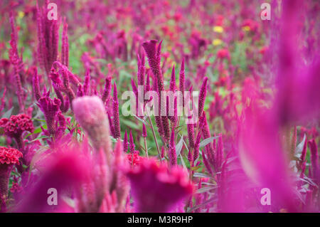 Rote chinesische Wolle Blume Nahaufnahme Garten Hintergrund outdoor, Celosia argentea L. var. Cristata (L.) Kuntze Stockfoto