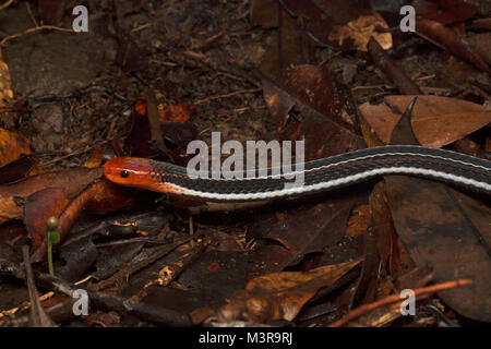 Borneo Blue Coral Snake Stockfoto