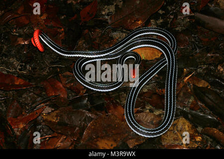 Borneo Blue Coral Snake Stockfoto