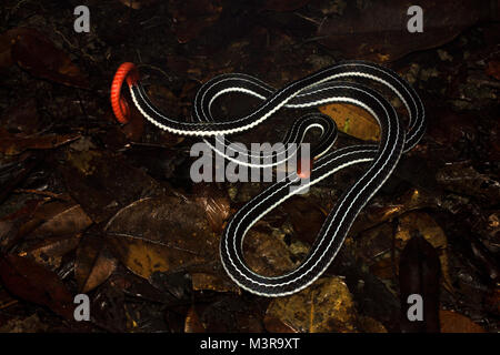 Borneo Blue Coral Snake Stockfoto
