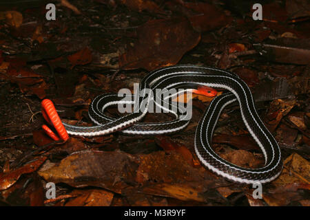 Borneo Blue Coral Snake Stockfoto