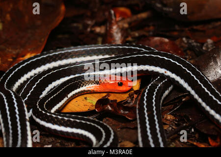 Borneo Blue Coral Snake Stockfoto