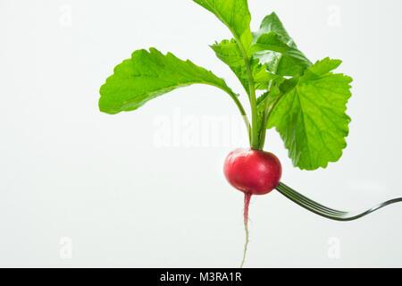 Rote Rübe auf Gabel mit Laub auf weißem Hintergrund Reif. Isoliert. Stockfoto