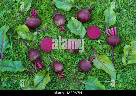 Frische rote Bete und Mangold Blätter laied auf grünem Gras. Gemüse Hintergrund. Von oben. Konzept. Stockfoto