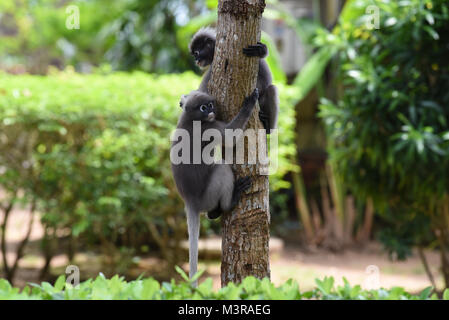 Ein Paar von zwei niedlichen Dusky Blatt Affen/Spectacled Langurs Festhalten an einem Baum in ihrem natürlichen Lebensraum in Thailand Stockfoto