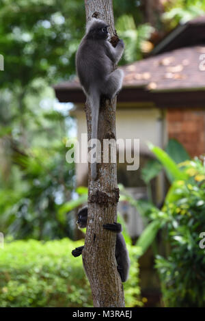 Ein Paar von zwei niedlichen Dusky Blatt Affen/Spectacled Langurs Festhalten an einem Baum in ihrem natürlichen Lebensraum in Thailand Stockfoto