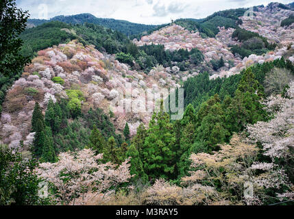 Japan, Insel Honshu, Kansai, Yoshino, chery Blüten an Yoshinoyama. Stockfoto