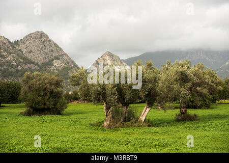 Blick auf einen großen Olivenhain mit vielen alten Olivenbäumen. Stockfoto