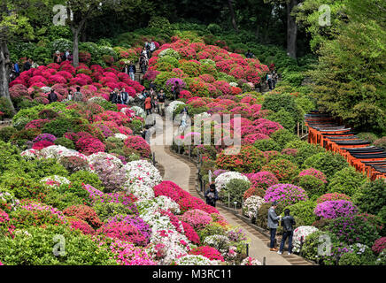 Japan, Insel Honshu, Kanto, Tokio, azalea Festival auf Nezu jinja Schrein. Stockfoto