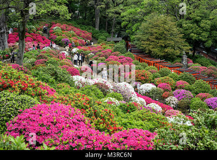 Japan, Insel Honshu, Kanto, Tokio, azalea Festival auf Nezu jinja Schrein. Stockfoto