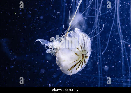 , Kompassquallen Chrysaora Hysoscella, Medusa de Compases Aquarium-Foto