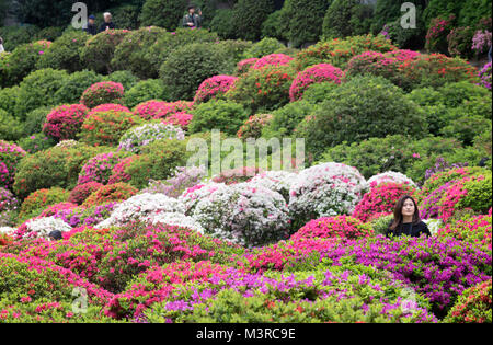 Japan, Insel Honshu, Kanto, Tokio, azalea Festival auf Nezu jinja Schrein. Stockfoto