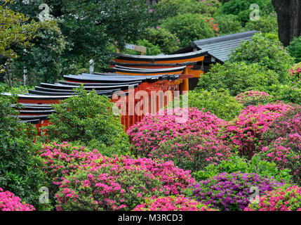 Japan, Insel Honshu, Kanto, Tokio, azalea Festival auf Nezu jinja Schrein. Stockfoto