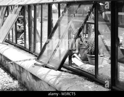 Schwarz-weiß Foto von Gewächshaus mit Kakteen. Öffnen Sie Windows. Stockfoto