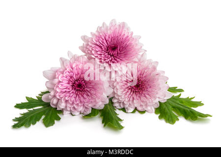 Rosa Chrysanthemen Strauß auf weißem Hintergrund Stockfoto