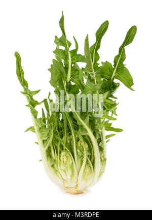 Frische rohe puntarelle Chicorée isoliert auf weißem Stockfoto