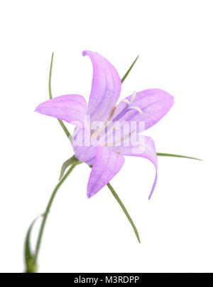 Wilde Blume rapunzeln Glockenblume (Campanula rapunculus) auf die weiße isoliert Stockfoto