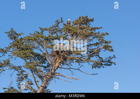 Übergeordnete Adler beobachten Über einen Jungen im Nest in der Nähe von Homer, Alaska Stockfoto