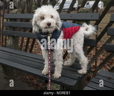 Hund thront auf einer Bank in Prospect Park, Brooklyn, New York. Stockfoto