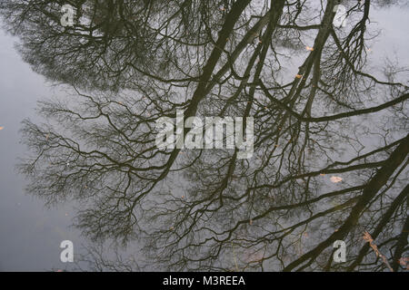 Spiegelungen im Wasser bei LeFrak Zentrum am Lakeside in Prospect Park, Brooklyn, New York. Stockfoto