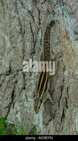 Ein Eichhörnchen auf den Baum an botanischen Garten in Agra, Indien. Stockfoto