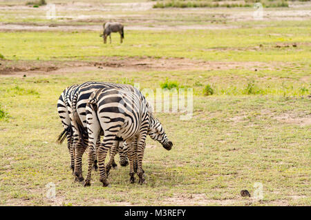 Schwanzlose zebra Kratzer auf der Rückseite einer conjenere in der Savanne von Amboseli Park in Kenia Stockfoto