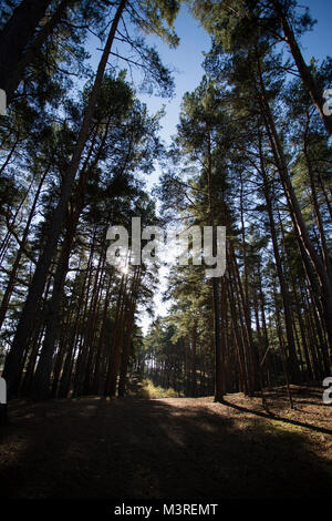 Hohe Bäume in Frensham Pond. Surrey, Großbritannien Stockfoto