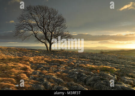 Sonnenuntergang an der einsamen Baum auf Kalkstein Fahrbahn in Malham Lings in den Yorkshire Dales National Park. Pendle Hill ist in der Ferne. Stockfoto