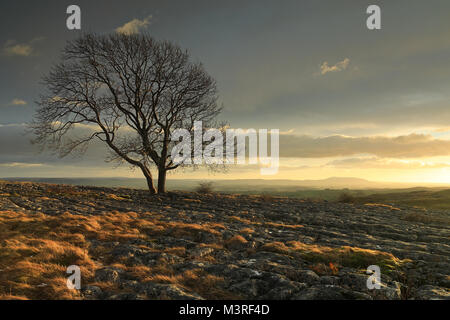 Sonnenuntergang an der einsamen Baum auf Kalkstein Fahrbahn in Malham Lings in den Yorkshire Dales National Park. Pendle Hill ist in der Ferne. Stockfoto